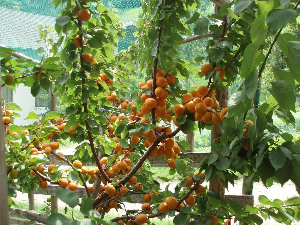 Tinnerhof أبيانو سولاّ ستراذا المظهر الخارجي الصورة
