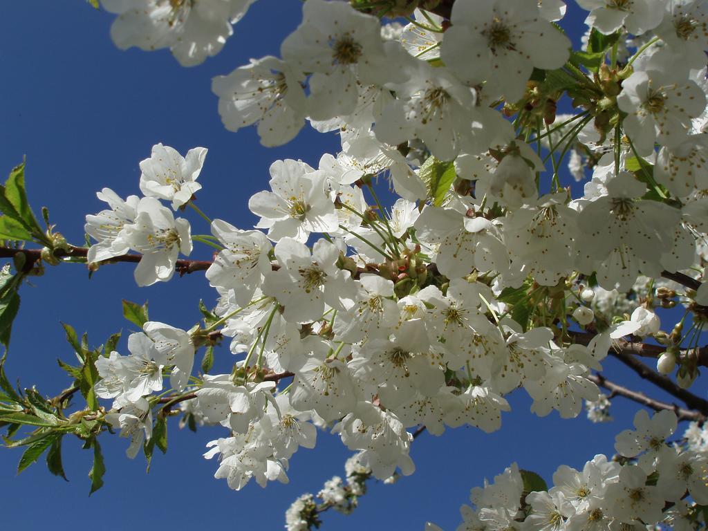 Tinnerhof أبيانو سولاّ ستراذا المظهر الخارجي الصورة